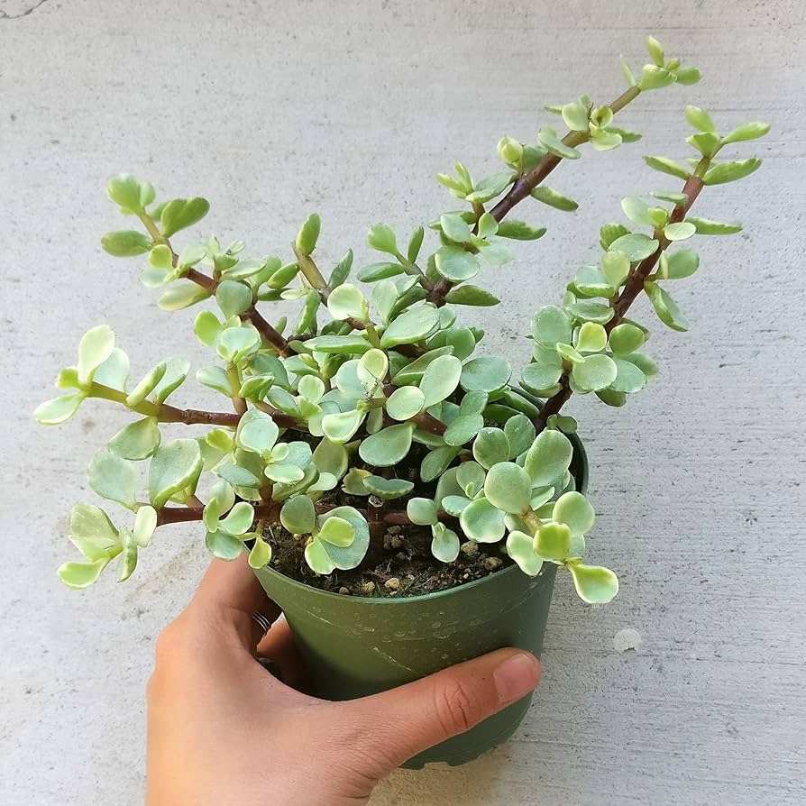 多肉植物棚　GAI-W70G アン☆様 多肉植物棚 TD-YG70G - メルカリ